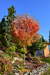 Inferno Sugar Maple (Acer saccharum 'Jeferno') at Green Haven Garden Centre