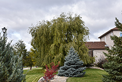 Prairie Cascade Weeping Willow (Salix 'Prairie Cascade') at Green Haven Garden Centre