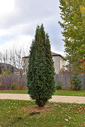 Skybound Cedar (Thuja occidentalis 'Skybound') at Green Haven Garden Centre
